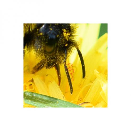 Réf. 245 375 : Bombus bohemicus